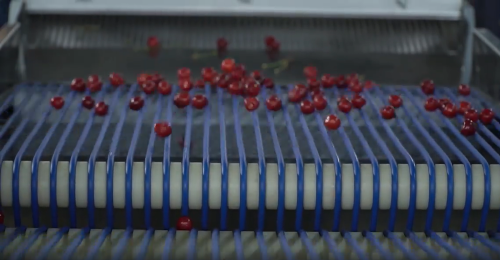 Конвеєрні стрічки для ягід, фруктів та овочів: як вибрати рішення для сортування, інспекції та пакування в Україні